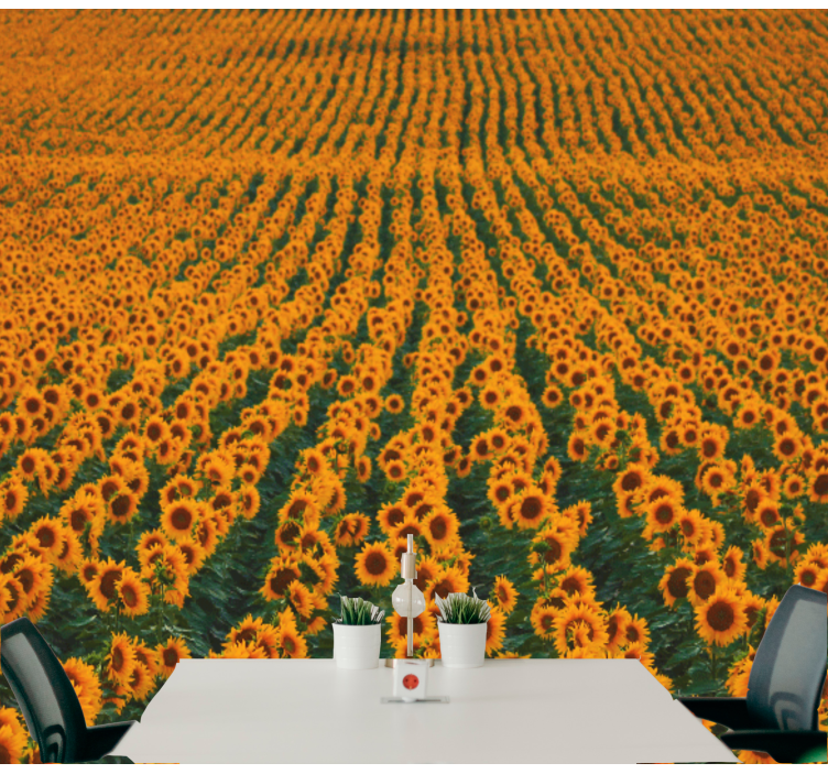 Long sunflower field wall mural - TenStickers