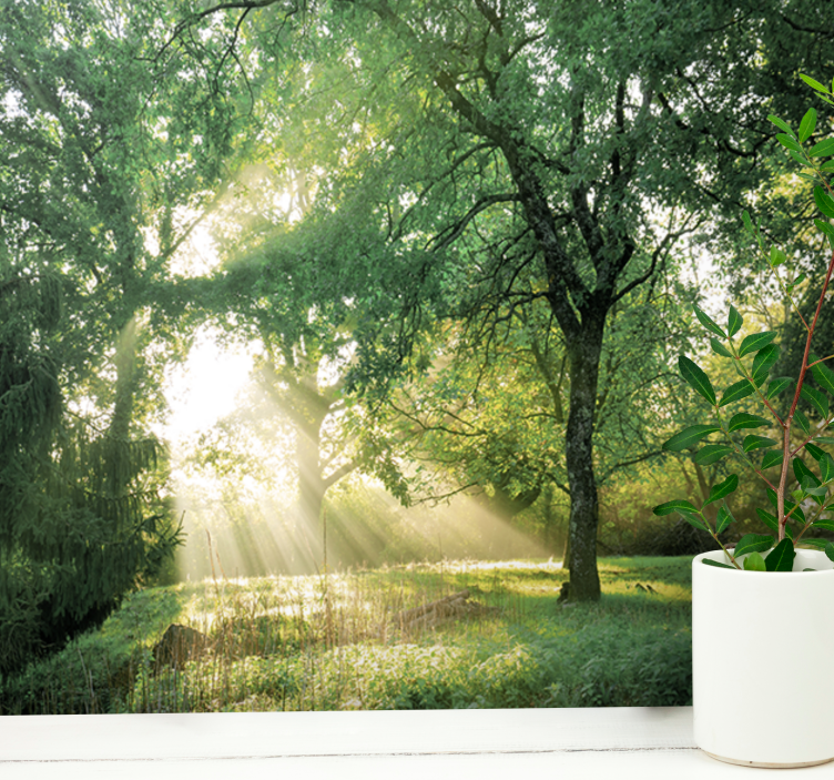 Nature wall mural serene sunlit forest - TenStickers