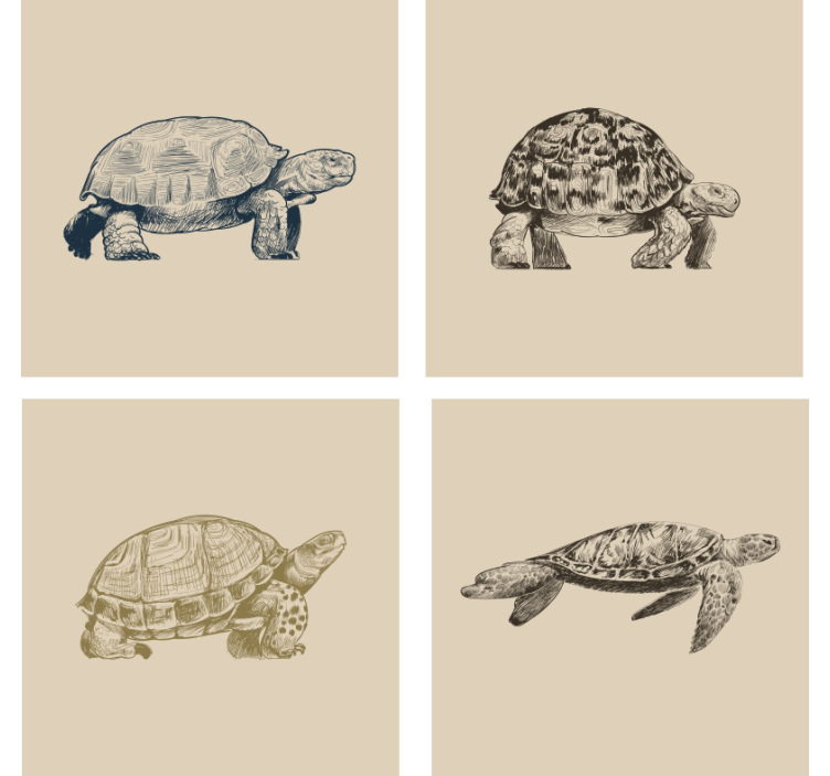 Turtle Drawings Beige Coaster Set - TenStickers