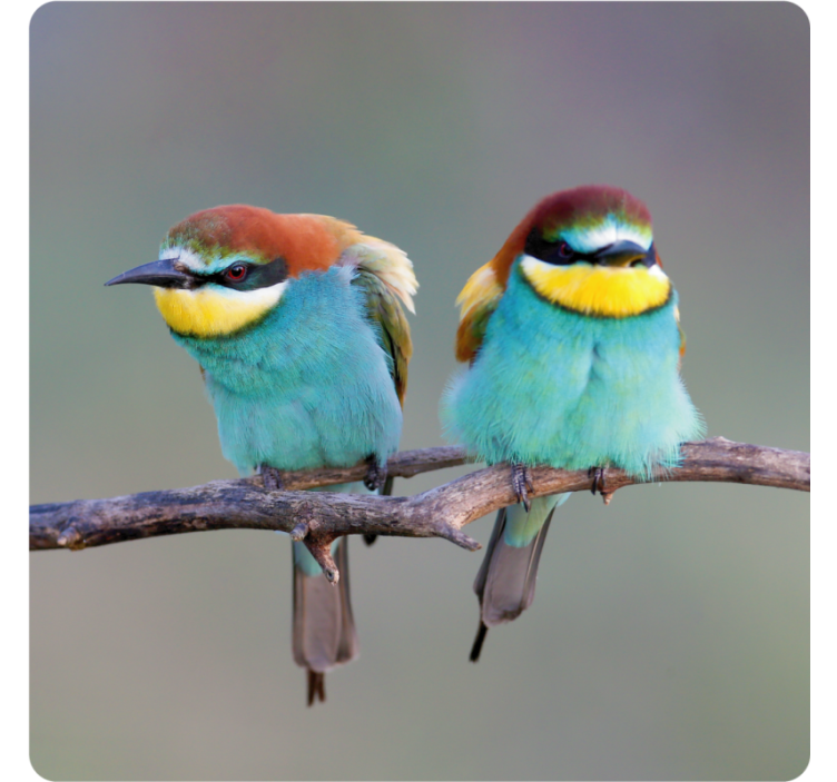 Modern coasters colorful birds resting - TenStickers