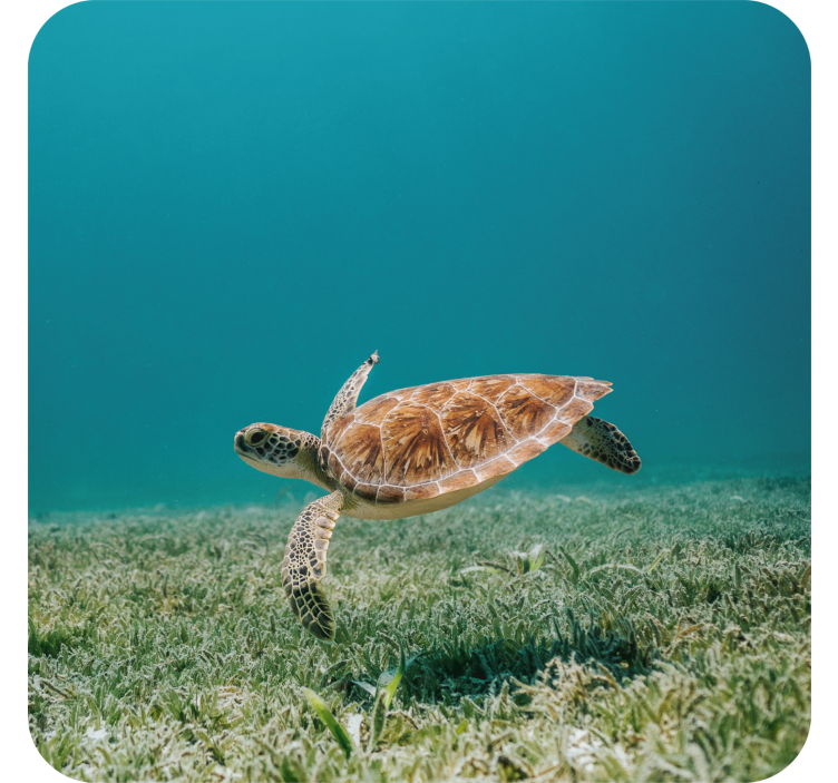 Baby turtle swimming modern coaster - TenStickers