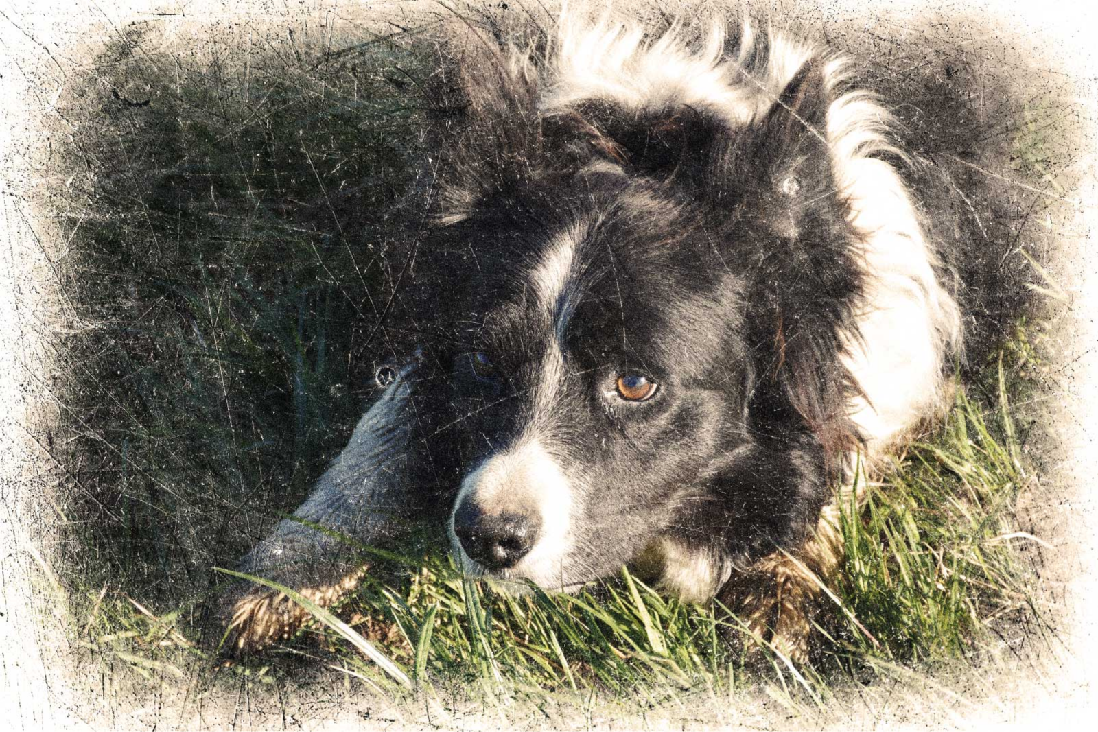 custom vintage effect animal poster - TenStickers