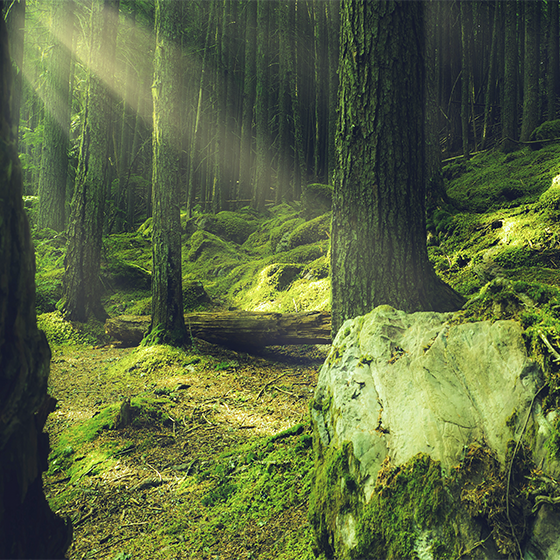 Living room poster nature rocks with moss in forest - TenStickers