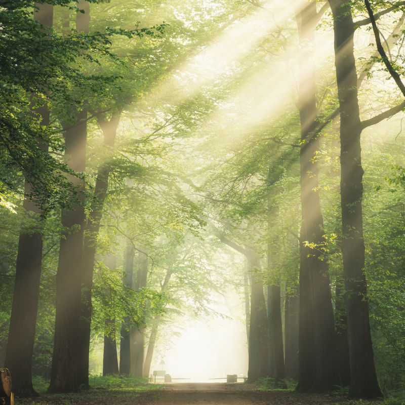 Living room poster green forest with the sun - TenStickers