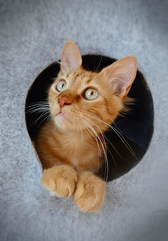 Peeking cat poster print design - TenStickers