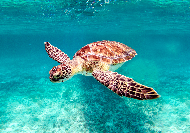 sea ​​turtle animal poster - TenStickers