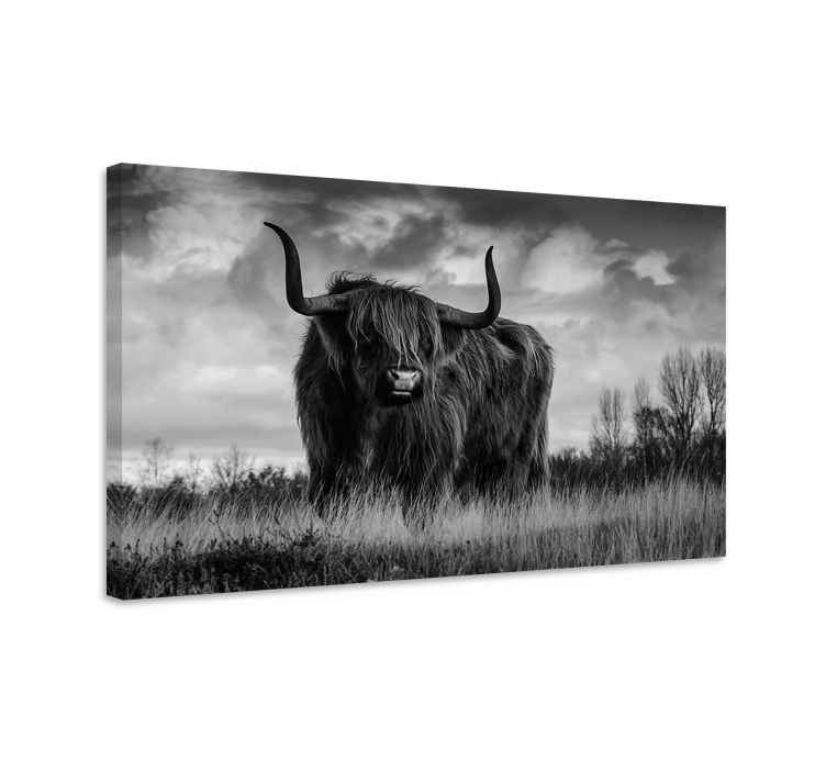 Black and white highland cattle animal canvas - TenStickers