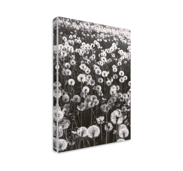 Flowers canvas delicate dandelion blooms - TenStickers
