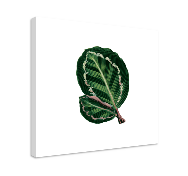 Maranta leafs flower canvas - TenStickers