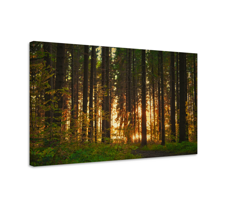 Forest trees with sun rays wall canvas - TenStickers