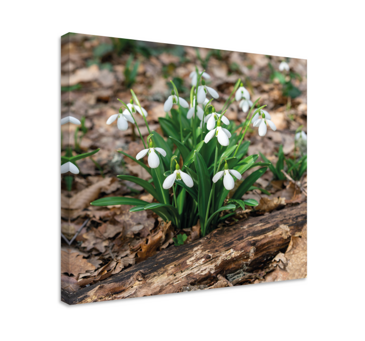 Flowers canvas snowdrop flowers blooming art - TenStickers