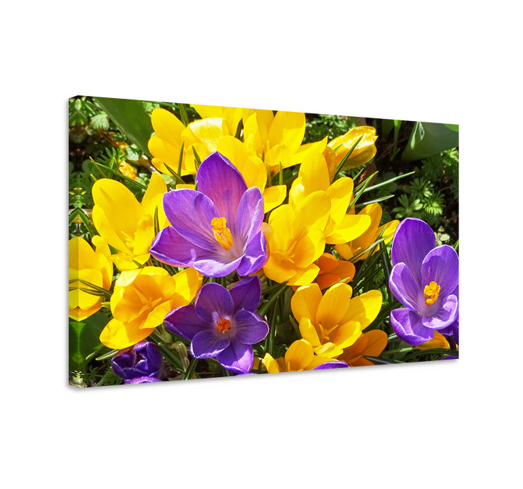 Wild purple and yellow crocus  flower canvas - TenStickers