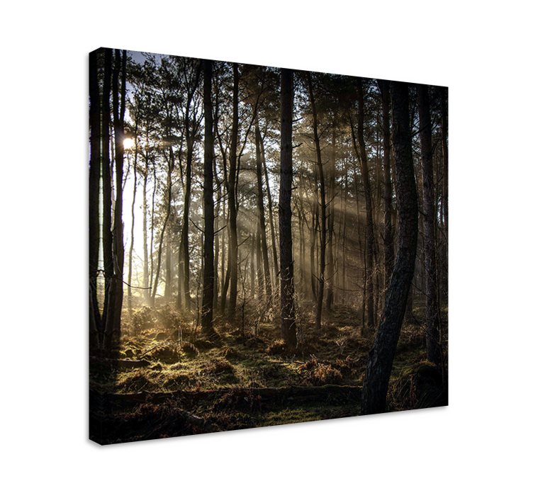 "Nature" sunrise in the forest Tree wall canvas - TenStickers