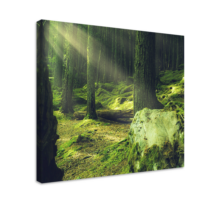 Tree canvas wall art sunlit forest path - TenStickers