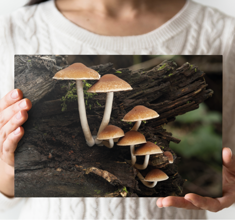 Flowers canvas mushroom cluster - TenStickers