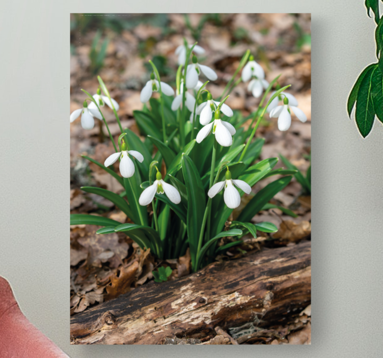 Flowers canvas snowdrop flowers blooming art - TenStickers