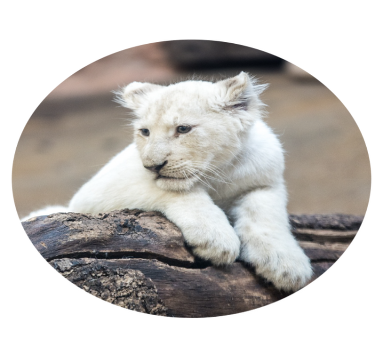 Cute white lion cubs animal vinyl rug - TenStickers