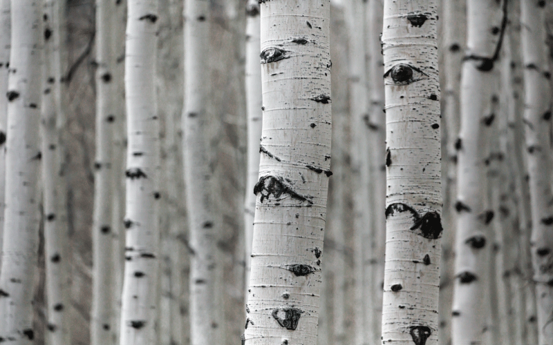 Nature vinyl rug birch forest view - TenStickers