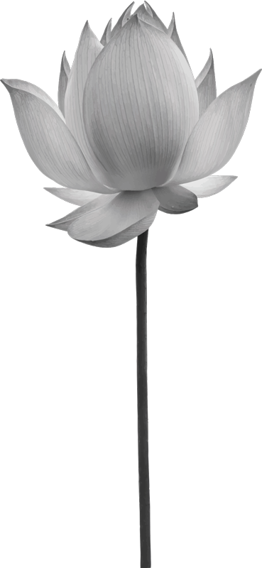 Bedroom vinyl rug lotus single flower - TenStickers