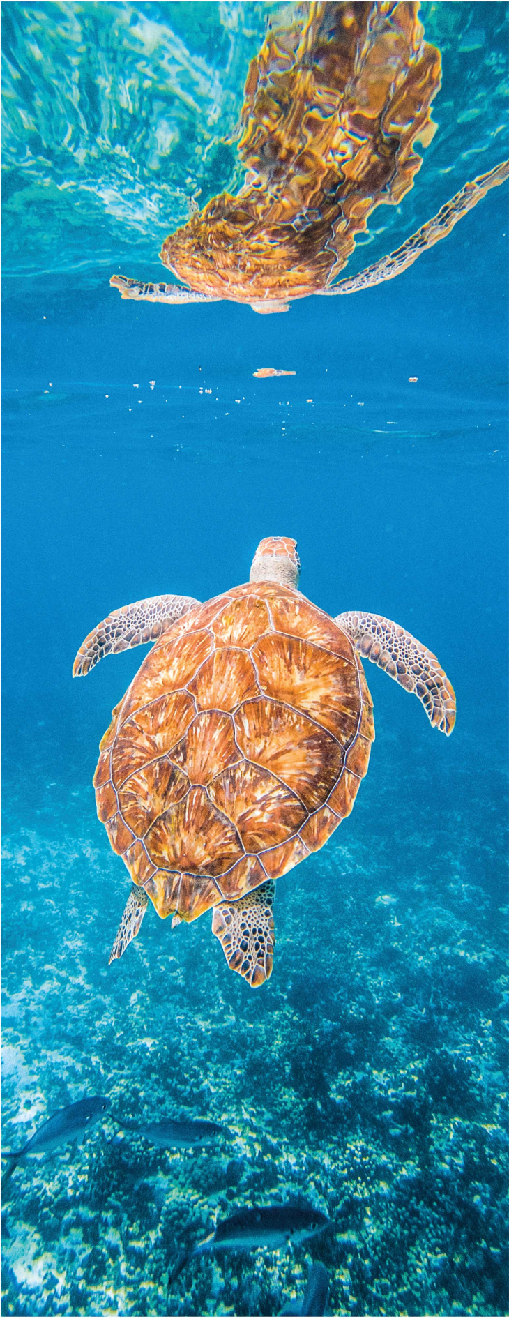 Bathroom vinyl rug of a beautiful turtle underwater - TenStickers