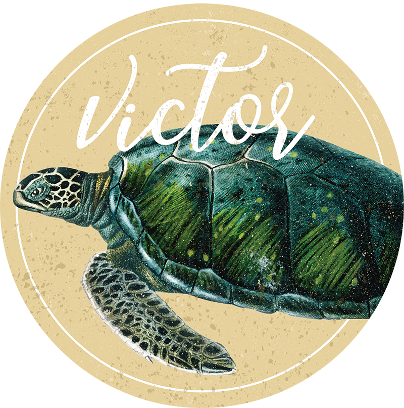 sea turtle with name vinyl rug with name - TenStickers