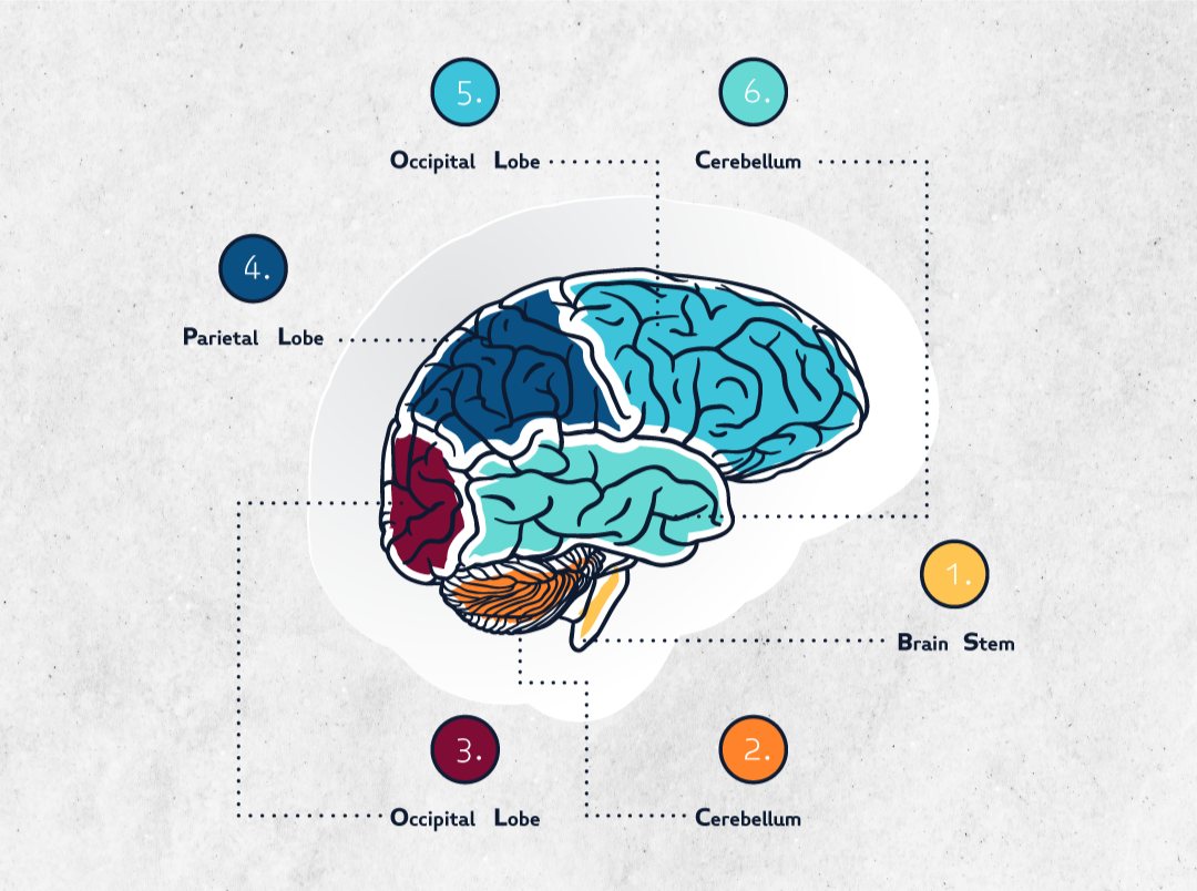 vintage Medical brain vintage rug - TenStickers