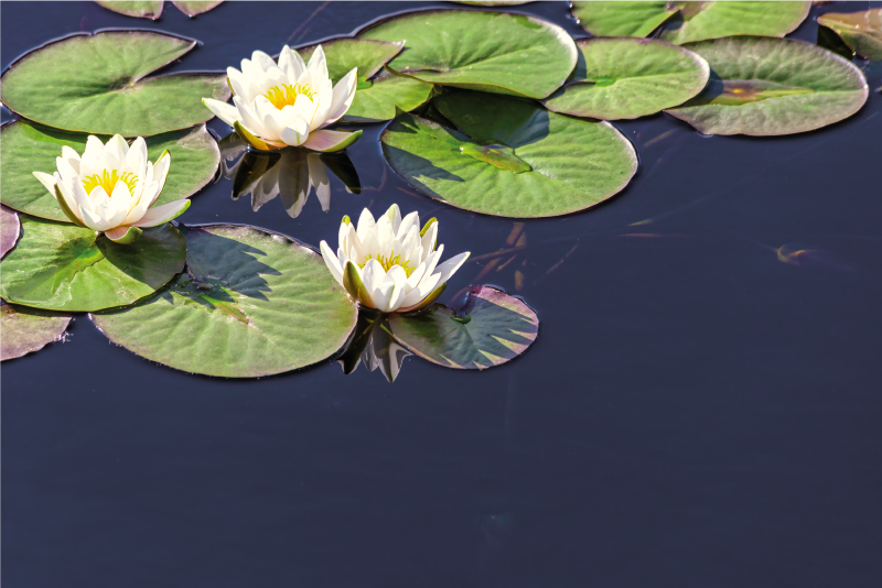 Water Lily Emblem flower vinyl rug - TenStickers