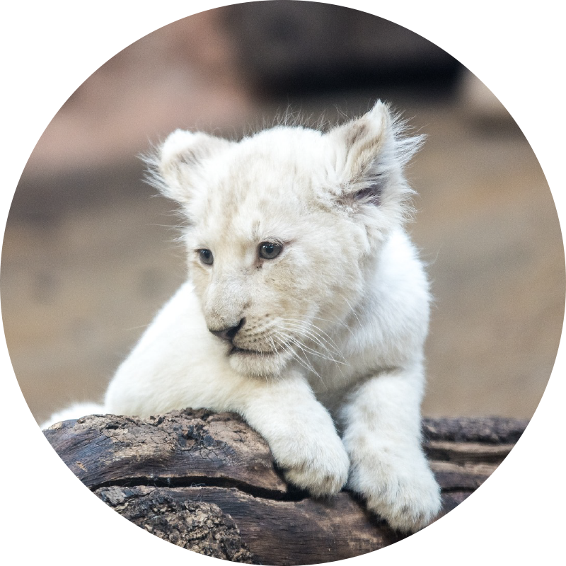 Cute white lion cubs animal vinyl rug - TenStickers