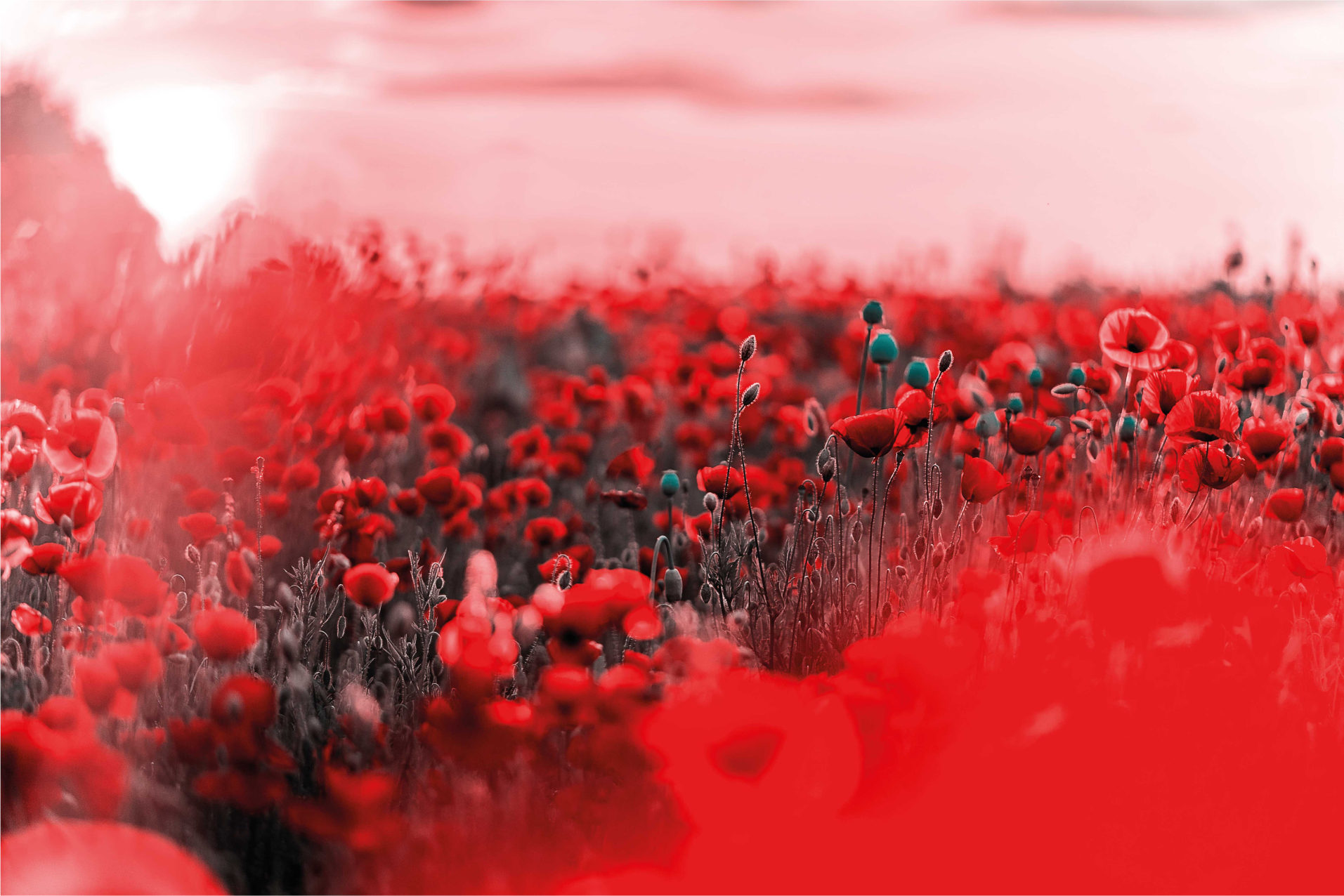 Red Floral Scene flower vinyl rug - TenStickers