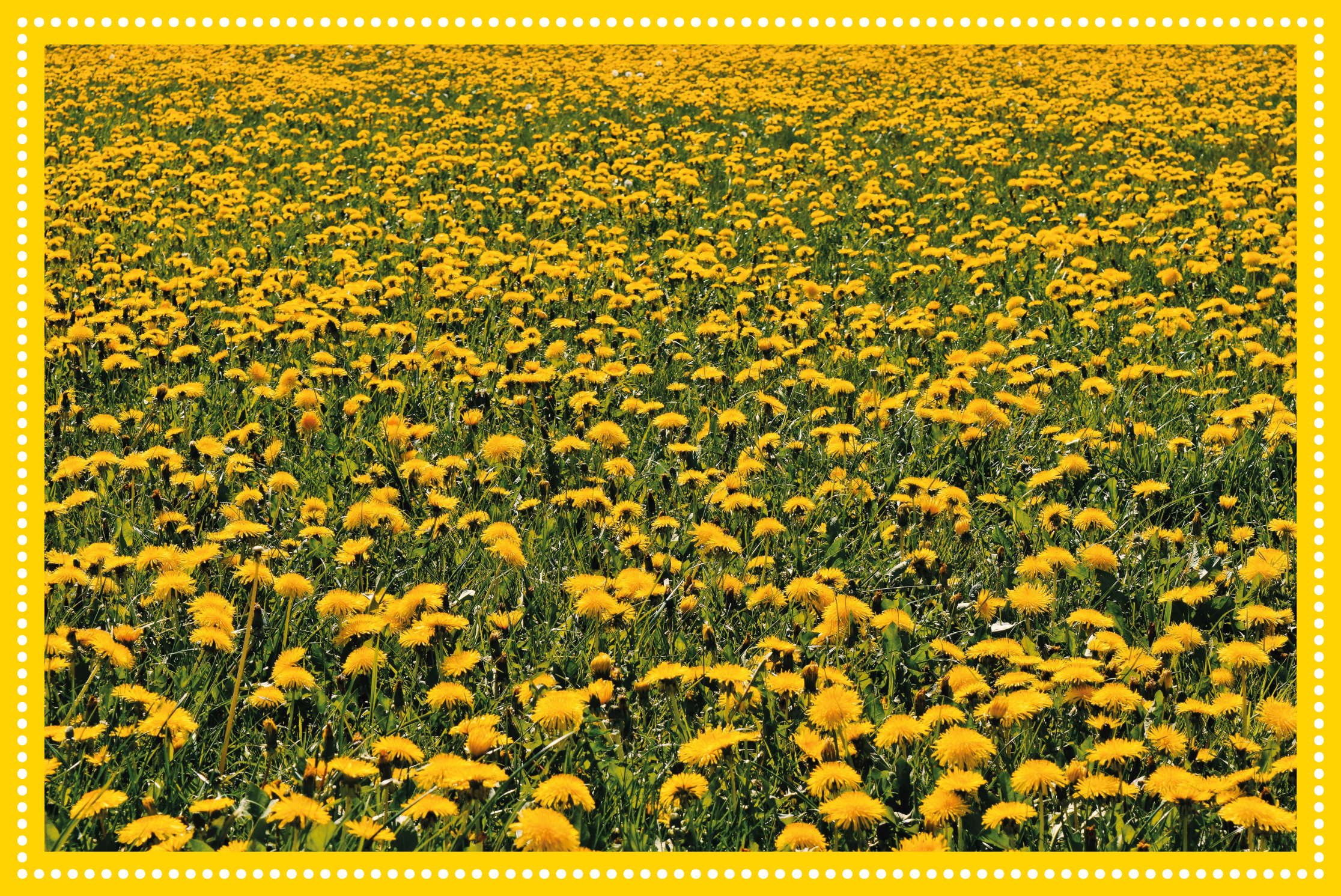 Sunflower field flower vinyl rug - TenStickers