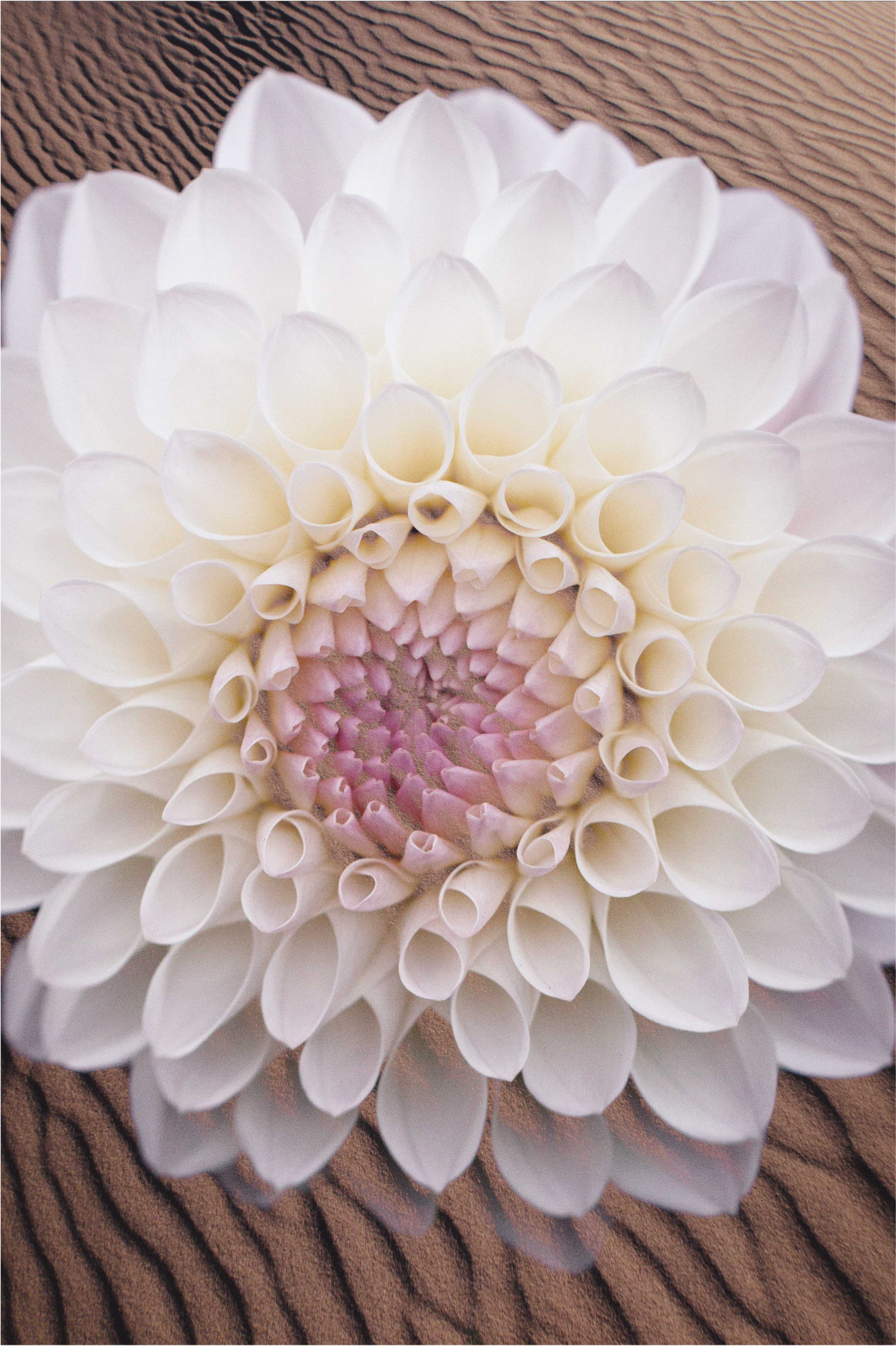 Graceful Bloom Composition flower vinyl rug - TenStickers