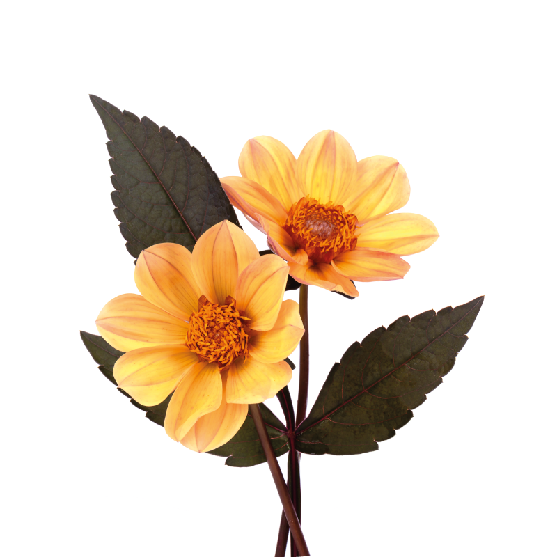 Yellow flowers and black leaves circular rug - TenStickers