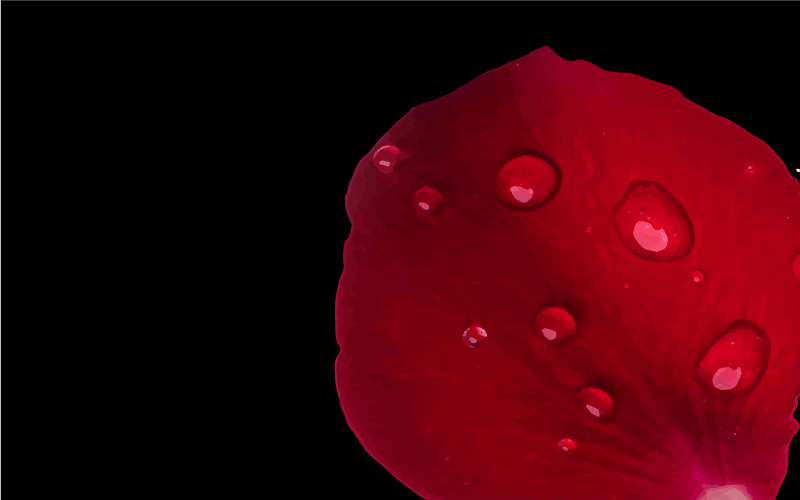 Red petal with water drop floral rug - TenStickers