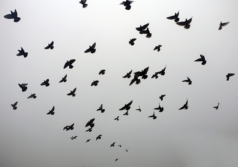 Aesthetic image of birds bedroom rug - TenStickers