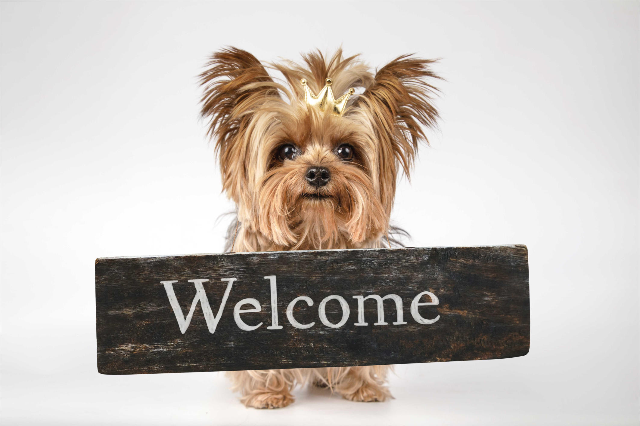 Welcome with dog entrance hall tiles - TenStickers