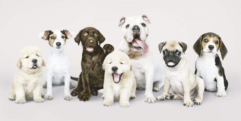 photography dog puppies animal mat - TenStickers